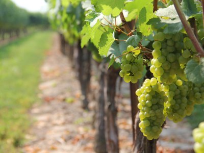 EL CONSELL COMARCAL DE L’ALT PENEDÈS ORGANITZA LA JORNADA “L’OÏDI, COM ATURAR-LO”