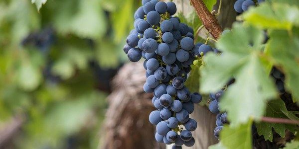 Penedès Green Deal